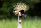 Black Crowned Crane taken through APO-TELEVID 77 with Leica D-Lux 2 (3,271 bytes)