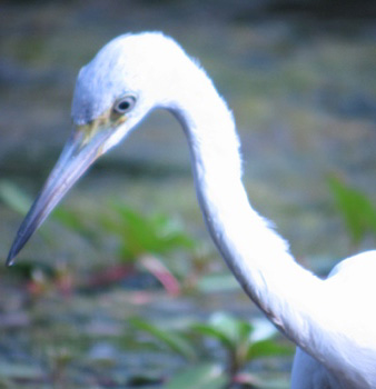 Egret image showing chromatism (124,684 bytes)