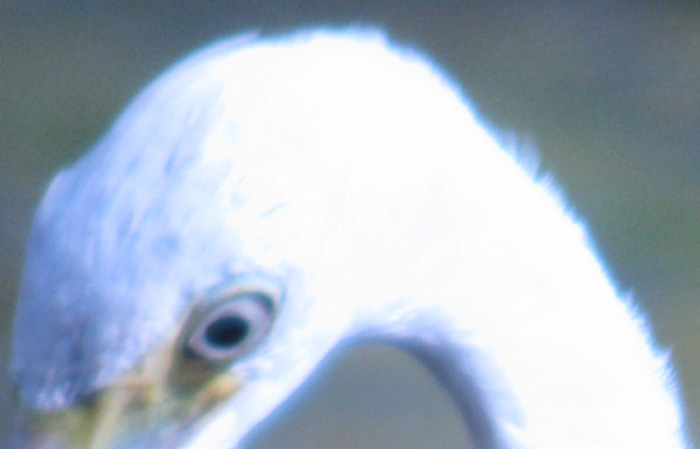 Egret image showing chromatism (124,684 bytes)