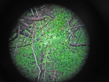 view through GEOVID BRF with ranging system off