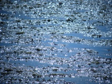 day lit pond scene image taken without Polarizing Filter