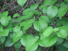 without Polarizing Filter photographing leaves