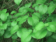 without Polarizing Filter photographing leaves