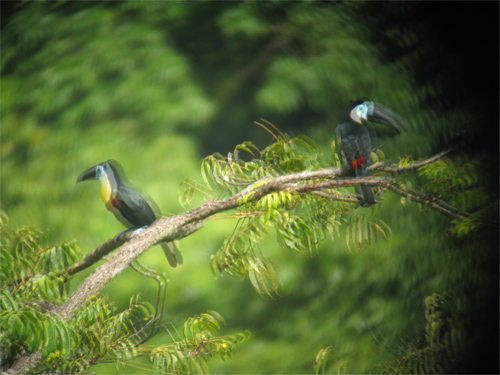 Toucans in Trinidad - as may appear in miscollimated binocular (53,541 bytes)