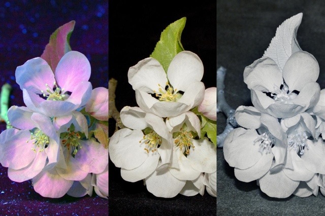 blossom UV visible IR (10,722 bytes)